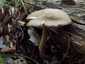 Széleslemezű fülőke (Megacollybia platyphylla), Pilis